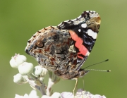 Vanessa atalanta.