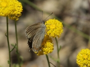 Satyrium esculi. + Espermallac.