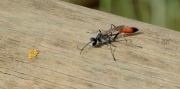 Vespa solitària (Ammophila sabulosa)