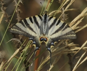Papallona zebrada (Iphiclides feisthamelii).