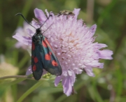 Zygaena trifolii