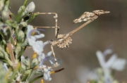 Empusa larva (Empusa pennata)