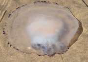 Acalefo blau (Rhizostoma pulmo)