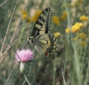 Papallona reina.