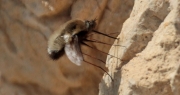 Mosca abella (Bombylius major)