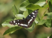 Limenitis reducta.