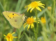 Colias crocea.