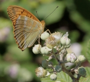 Argynnis paphia