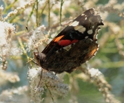 Vanessa atalanta.