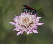 Zigena de cinc punts (Zygaena trifolii) + Escabiosa (Scabiosa atropurpurea)