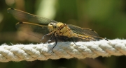 Libèl-lula (Orthetrum cancellatum)