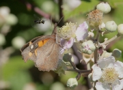 Libythea celtis