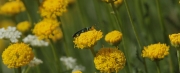 Cantàrida (Lytta vesicatoria),  sobre Espermallac (Santolina chamaecyparissus)