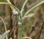 Ous de (Brithys crini)