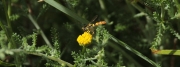 Mosca cernidora (Episyrphus balteatus), sobre  Espermallac (Santolina chamaecyparissus)