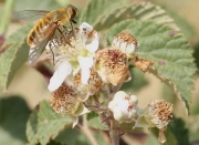 Abella de la mel (Apis mellifica)