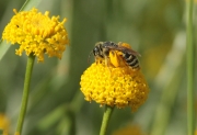 Abella de la mel, (Apis mellifica)