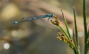 Libèl·lula (Enallagma cyathigerum)