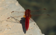 Libèl·lula vermella mascle (Crocothemis erythraea)