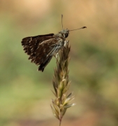 Spialia sertorius