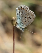 Blaveta comuna (Lysandra bellargus)