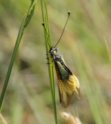 Libelloides baeticus