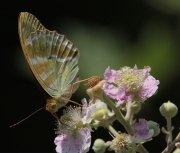 Argynnis paphia