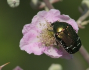 Escarabat de les flors (Cetonia aurata)