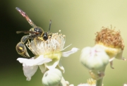 Vespa terrissaire (Eumenes coarctatus)