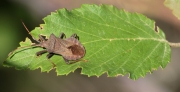 Xinxa pudent (Coreus marginatus)