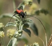 Escarabat d'antenes llargues (Purpuricenus budensis)