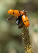 Escarabat (Lachnaia pubescens)