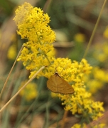 Aspitates ochrearia sobre Espunyidella (Galium verum)