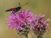 Zigena de cinc punts (Zygaena trifolii)  sobre Centaurea intybacea