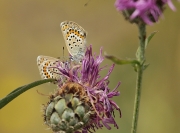 Plebejus argus