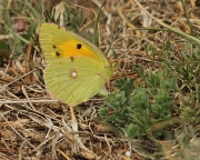 Colias hyale