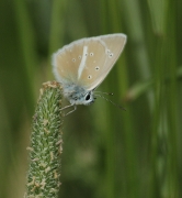 Agrodiaetus galloi