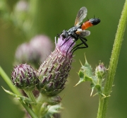 Mosca Cylindromyia intermèdia