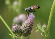 Mosca Cylindromyia intermèdia