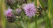 Mosca avispa (Chrysotoxum intermedium)