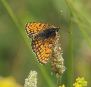 Mellicta parthenoïdes