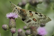 Parnassius apollo