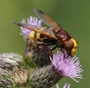 Mosca (Volucella zonaria)