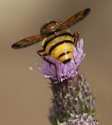 Mosca (Volucella zonaria)