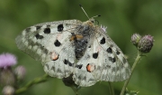 Parnassius apollo