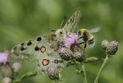 Parnassius apollo