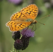 Argynnis adippe