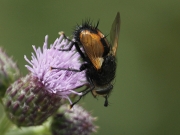 Pararchytas decisus