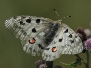 Parnassius apollo