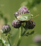 Palomena prasina